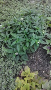 IMG_20160824_17969.jpg