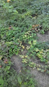 IMG_20160824_31492.jpg