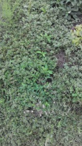 IMG_20160824_43208.jpg