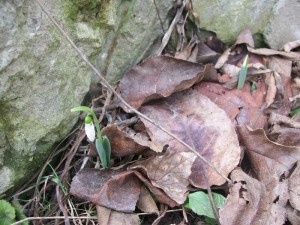 100_2117.JPG