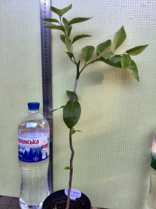 hSBSnw9RI48.jpg