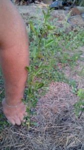 IMG_20160831_9233.jpg