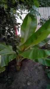 IMG_20160831_49766.jpg