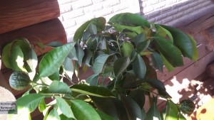 20160905_091522.jpg