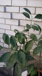 20160905_091132.jpg