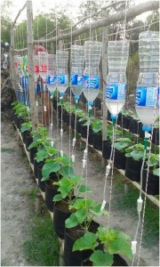 when-nurses-garden.jpg
