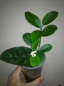 20160914_124730.JPG