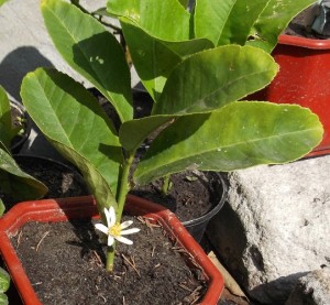 DSCF9454.jpg