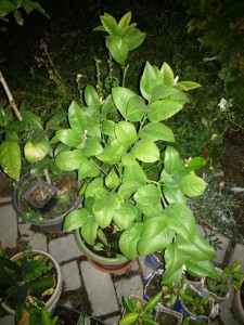 20160914_192042.jpg