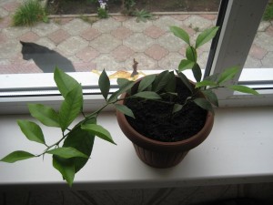 IMG_4930.JPG